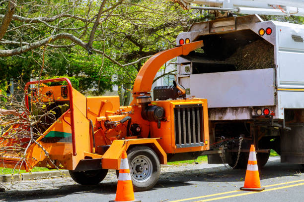 Tree Root Removal in Roan Mountain, TN